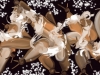 Tiina Moore - Seed Pods